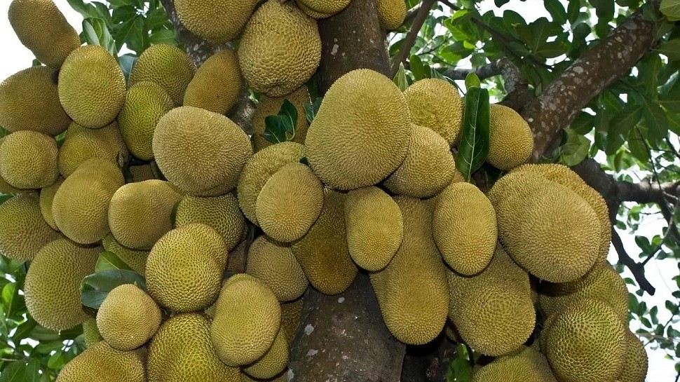 kathal ke fayde In hindi Immunity Booster jackfruit know 5 benefits of jackfruit SPUP | Immunity Booster होता है कटहल, जानें इसके 5 फायदे | Hindi News, यूपी एवं उत्‍तराखंड