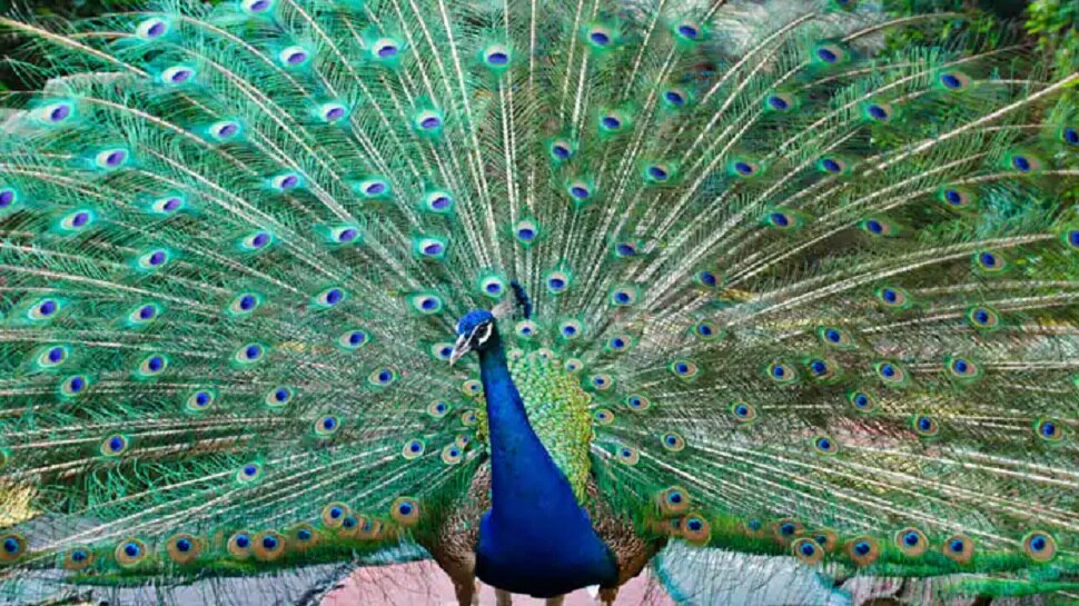 Nagaur: 2 दर्जन से अधिक Peacock का मिला शव, 2 की बची जान