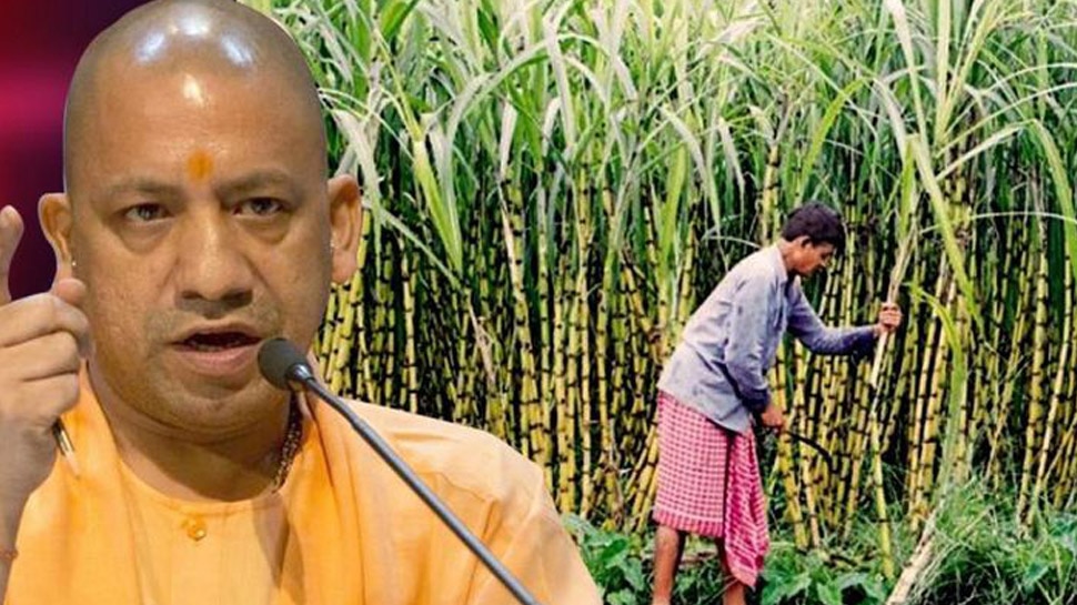 CM योगी कल गन्ना किसानों से करेंगे संवाद, कोरोना महामारी में किसानों के हितों का रखा जाएगा ध्यान