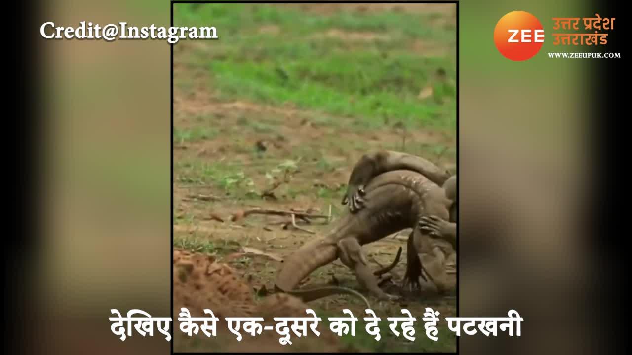 surprising two monitor lizards fighting video gone viral on social media uppm Monitor Lizards