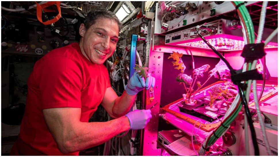 अब Space Station पर उगाई जाएंगी सब्जियां, Astronauts के लिए भेजे गए Pak Choi के पत्ते अब Space Station पर उगाई जाएंगी सब्जियां, Astronauts के लिए भेजे गए Pak Choi के पत्ते