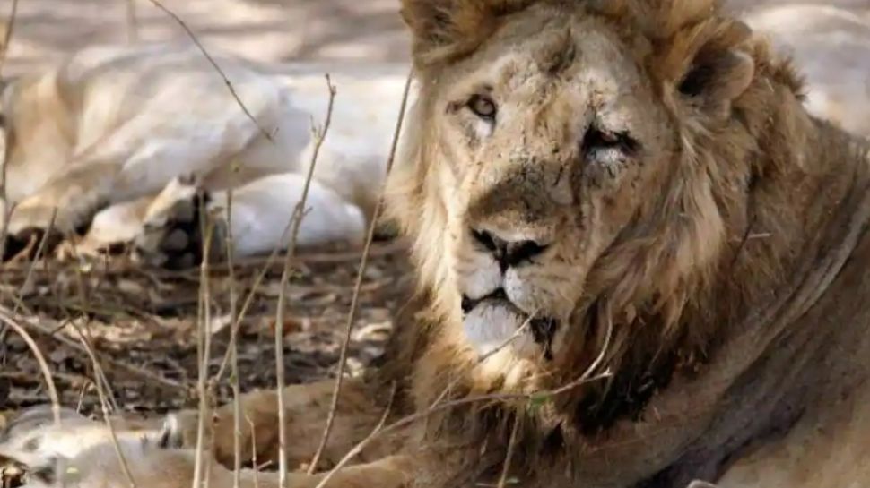 भारत में पहली बार जानवरों में मिला Covid-19 Virus, हैदराबाद के चिड़ियाघर में 8 शेर हुए कोरोना पॉजिटिव