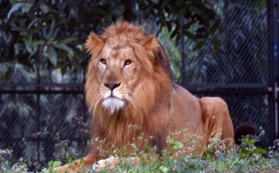 अब जानवरों में भी फैला Coronavirus, हैदराबाद के चिड़ियाघर में 8 शेर इस वबाई मर्ज़ से मुत्तासिर