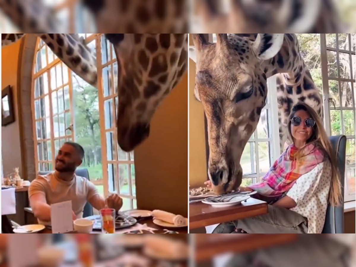 Video: अनोखे होटल में जिराफ साथ में करते हैं ब्रेकफास्ट, एक दिन का किराया 46,000 रुपए
