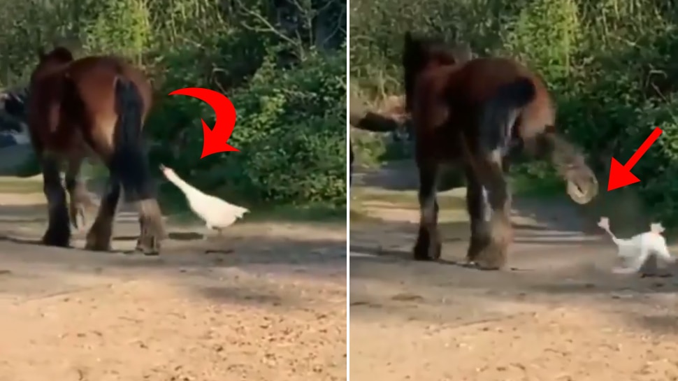 Viral video of Horse kicked strongly to duck, two millions views on