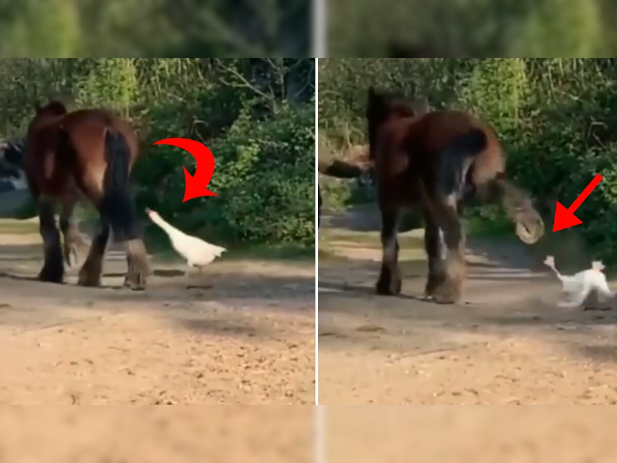 Viral video of Horse kicked strongly to duck, two millions views on