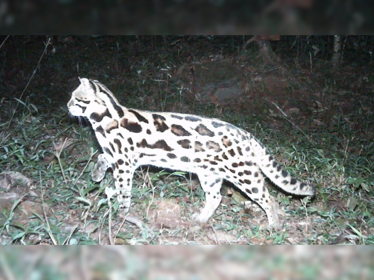 भारत के जंगल में दिखा अजीबोगरीब 'चितकबरा' जानवर, ट्विटर पर वायरल हुई Photo