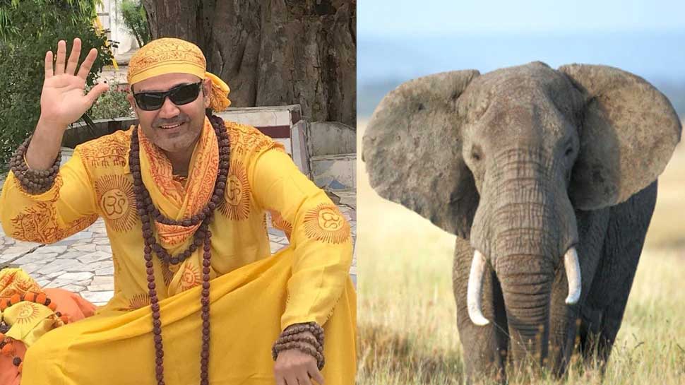 हाथी की बल्लेबाजी के दीवाने हुए Virender Sehwag, वीडियो देखकर Harbhajan Singh भी नहीं रोक पाए इमोशन
