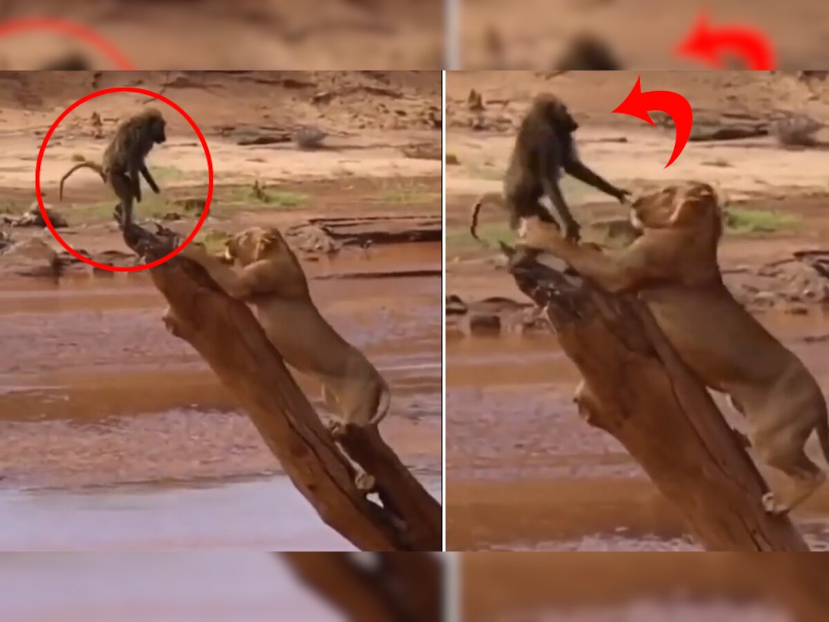 शेर के जाल में फंस गया बंदर, जान बचाने के लिए यूं लगाया दिमाग- देखें Video