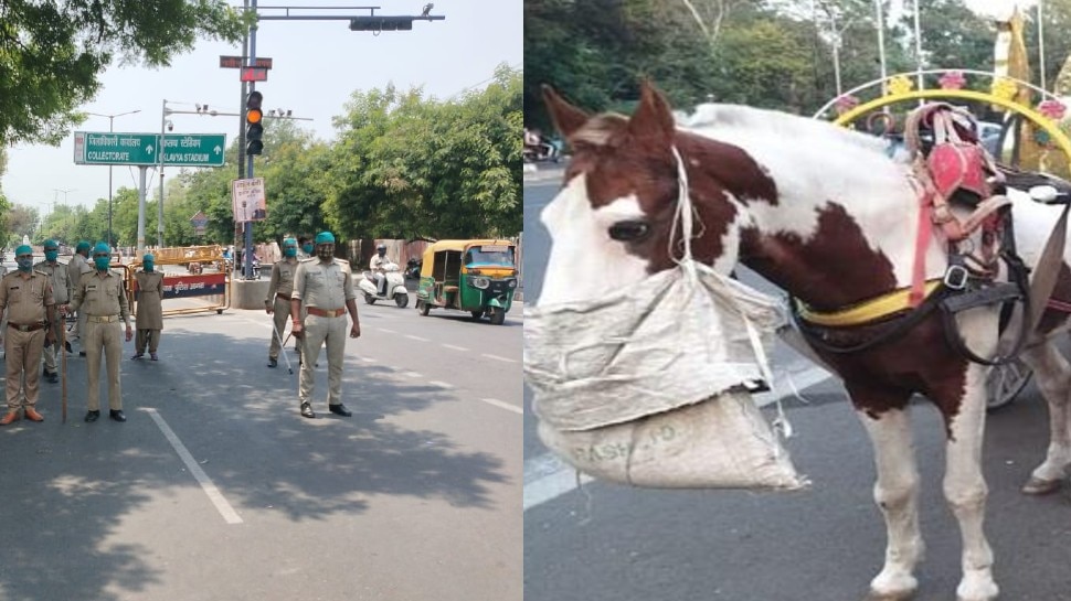 इंसान से ज्यादा समझदार निकला घोड़ा, मास्क नहीं पहनने वाले मालिक का कटवाया चालान