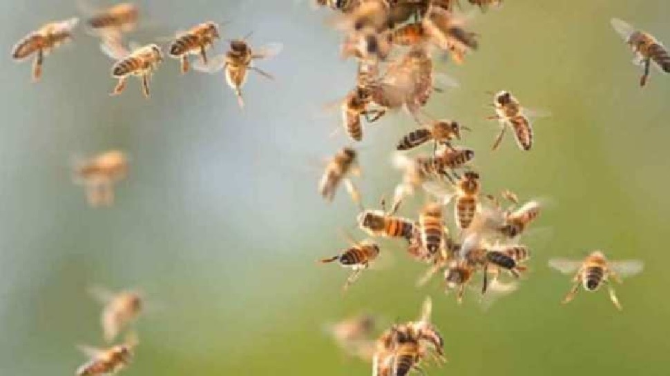 मधुमक्खियां पल भर में सूंघकर लगा लेंगी कोरोना का पता, वैज्ञानिकों ने दिया प्रशिक्षण