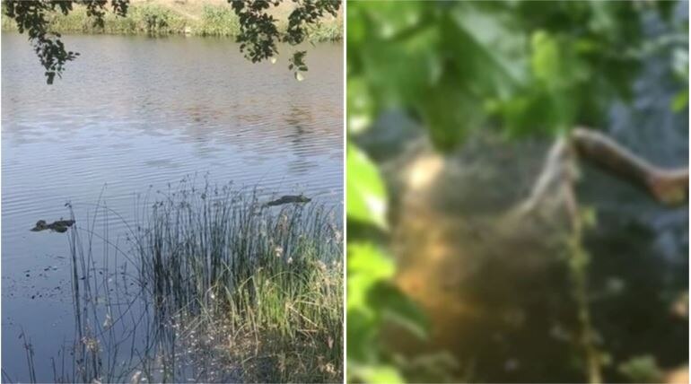 MP: गंगा के बाद अब पन्ना की नदी में मिलीं तैरती हुई लाशें, खौफनाक तसावीर आईं सामने