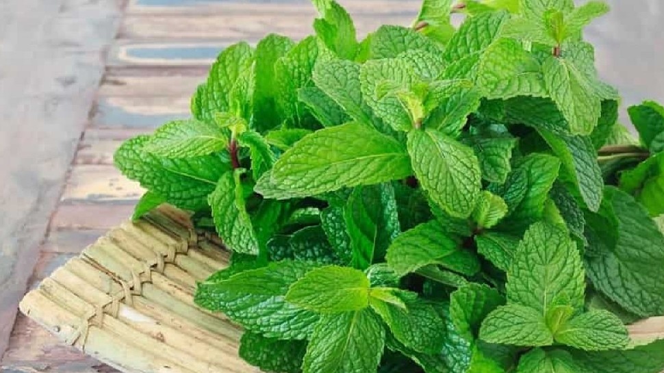 Mint Benefits : गर्मियों में क्यों जरूरी है पुदीने का सेवन, यहां जानिए वजह और चमत्कारिक फायदे