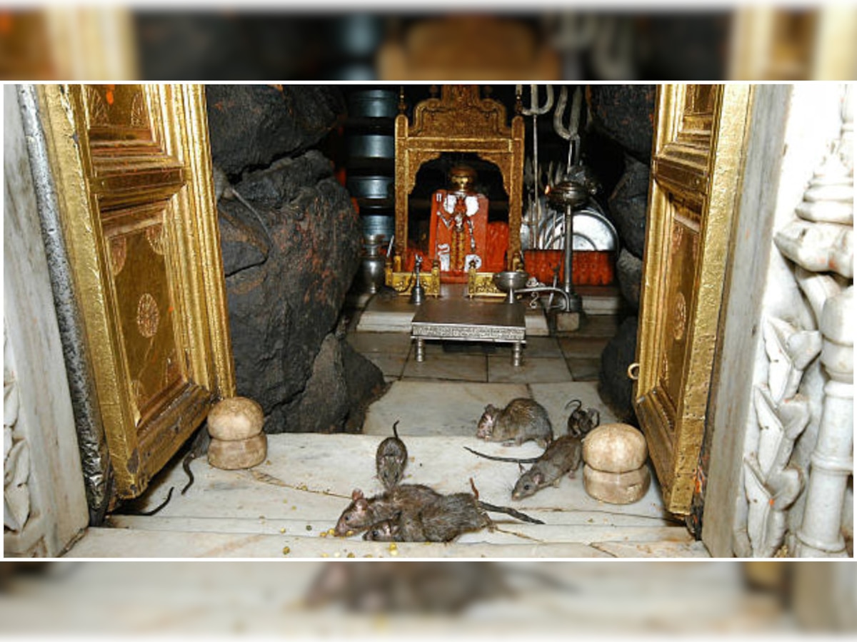 Karni Mata Temple In Rajasthan Temple Of Rats India Bikaner Temple | Karni  Mata Temple: 25000 चूहों से भरा है यह मंदिर, भक्तों को मिलता है इन्हीं का  जूठा प्रसाद | Hindi News,