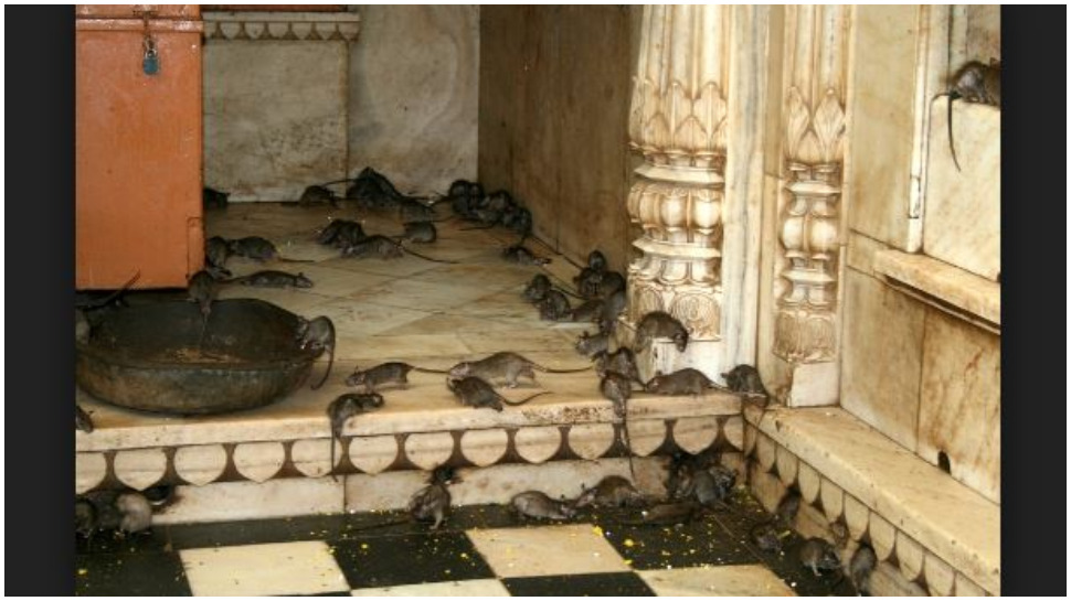 Temple For Rats karni mata temple in rajasthan temple of rats india bikaner temple ...