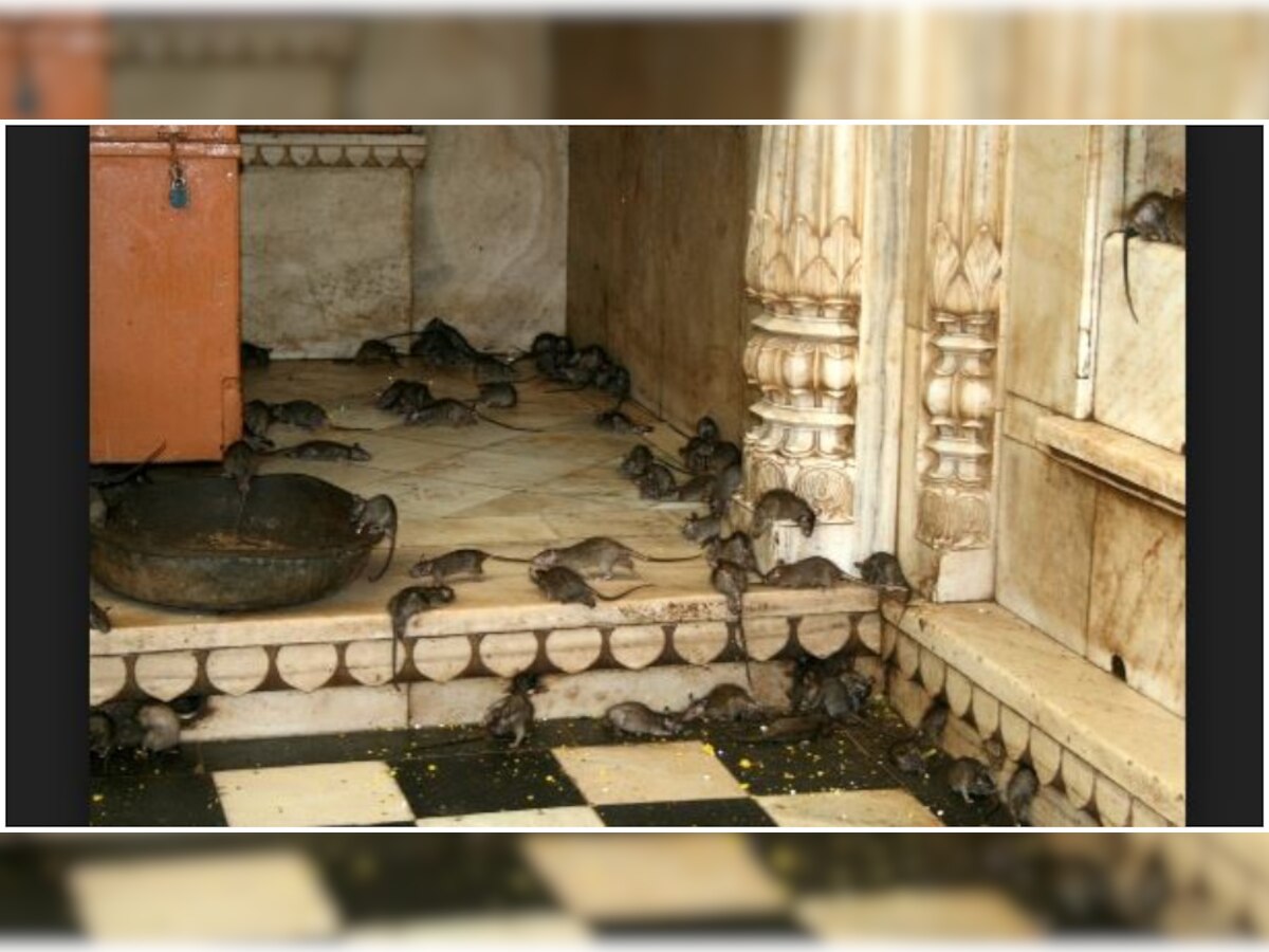 karni mata temple in rajasthan temple of rats india bikaner temple ...