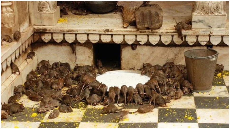इस वजह से भी प्रसिद्ध है चूहों वाला मंदिर Temple Of Rats In India Mythology