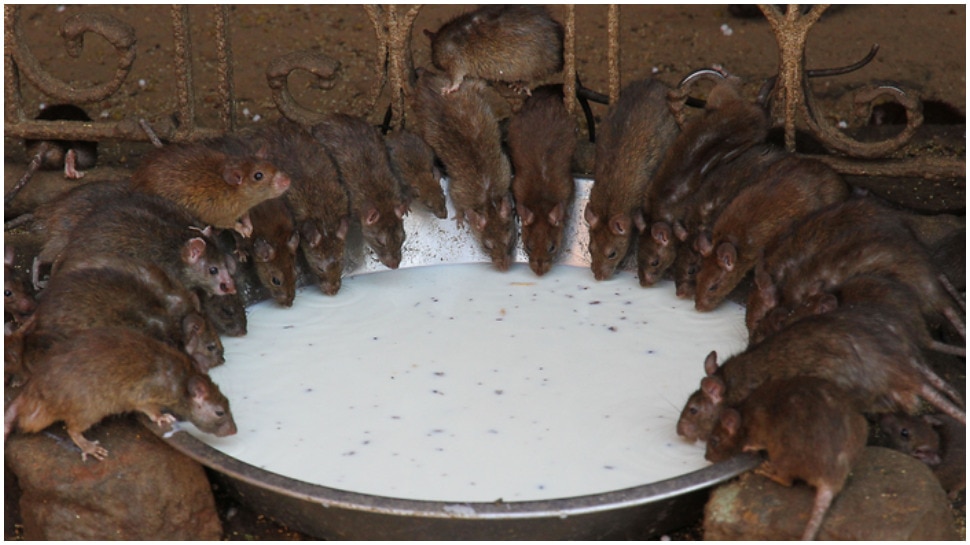 भक्तों को मिलता है चूहों का जूठा प्रसाद Dieties Are Offered Rat's Milk