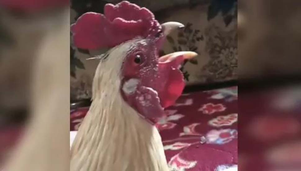Viral Video: मुर्गा जब बोलने लगा 'अल्लाह-अल्लाह', तो सुन उड़ गए लोगों के होश
