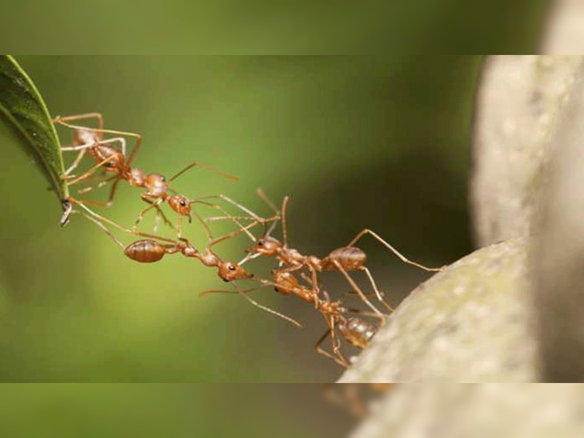 चींटियां (फाइल फोटो)