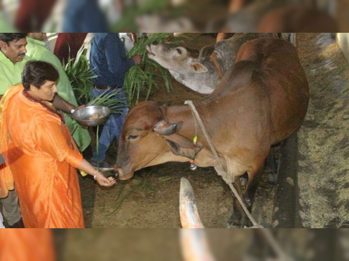 भोपाल सांसद साध्वी प्रज्ञा ठाकुर सिंह (File Photo)