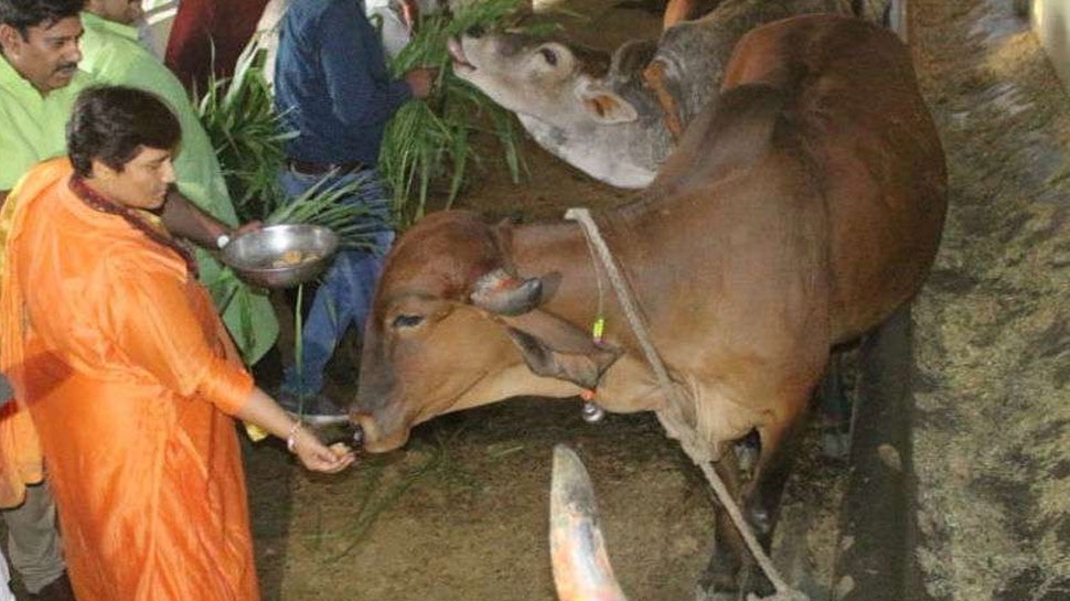 गौ मूत्र के इस्तेमाल से फेफड़ों में इंफेक्शन नहीं होता, मैं खुद लेती हूं: साध्वी प्राज्ञा