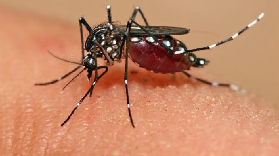 Dengue Ke Lakshan Dengue Fever Is Very Common In This Season Know Its 