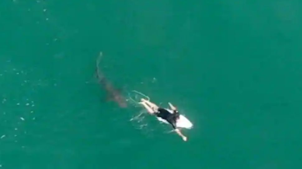 Australia: समंदर में कर रहा था सर्फिंग, शार्क के हमले में चली गई जान