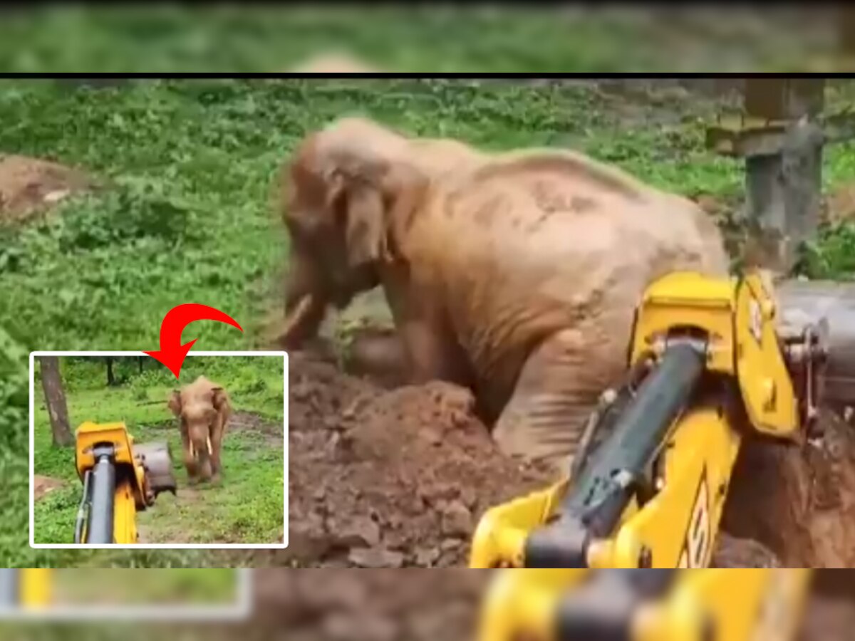 Video: JCB मशीन ने गहरे गड्ढे में गिरे हाथी की बचाई जान, फिर यूं जताने लगा प्यार