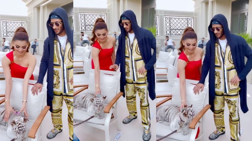 व्हाइट टाइगर देख फिसला Urvashi Rautela का दिल, Video में की ऐसी हरकत