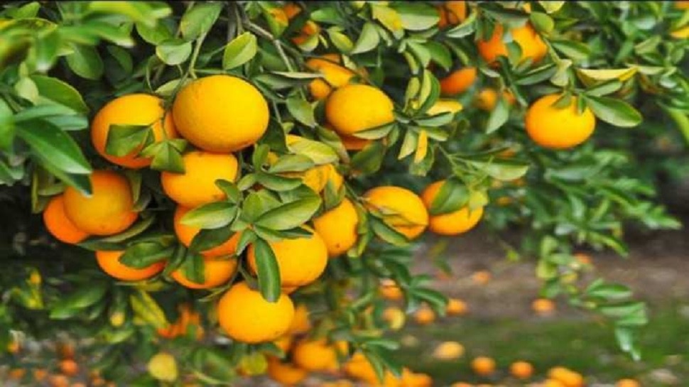 अगर इम्युनिटी बढ़ाने के लिए जमकर खा रहे हैं संतरा तो लगा लें ब्रेक, जानिए इसके बड़े नुकसान