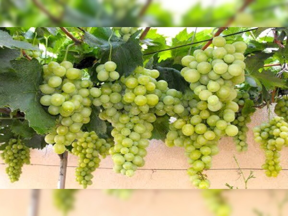 Immunity booster grapes: शारीरिक कमजोरी दूर करने के साथ कैंसर से बचाता है अंगूर, अन्य फायदे आपको चौंका देंगे!