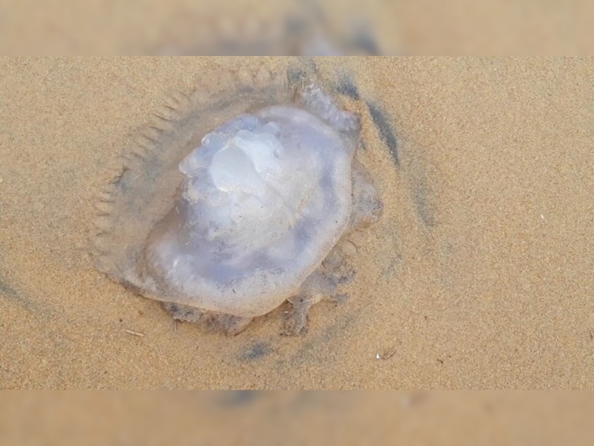 Cyclone Yaas ପୂର୍ବରୁ ବେଳାଭୂମିରେ Jellyfish ମଡ଼କ; ଚିନ୍ତାରେ ସମୁଦ୍ର ବିଜ୍ଞାନୀ 