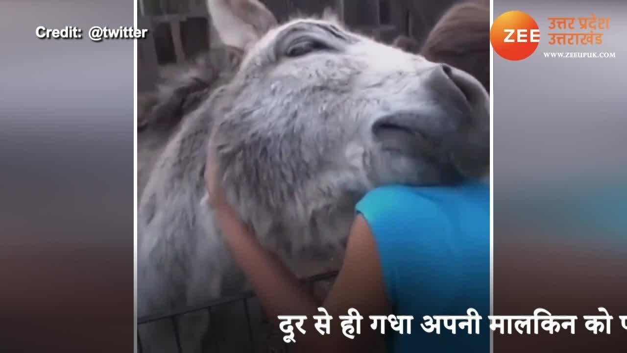 Its Touchy Video Donkey Is Reunited With The Girl Who Raised It You 
