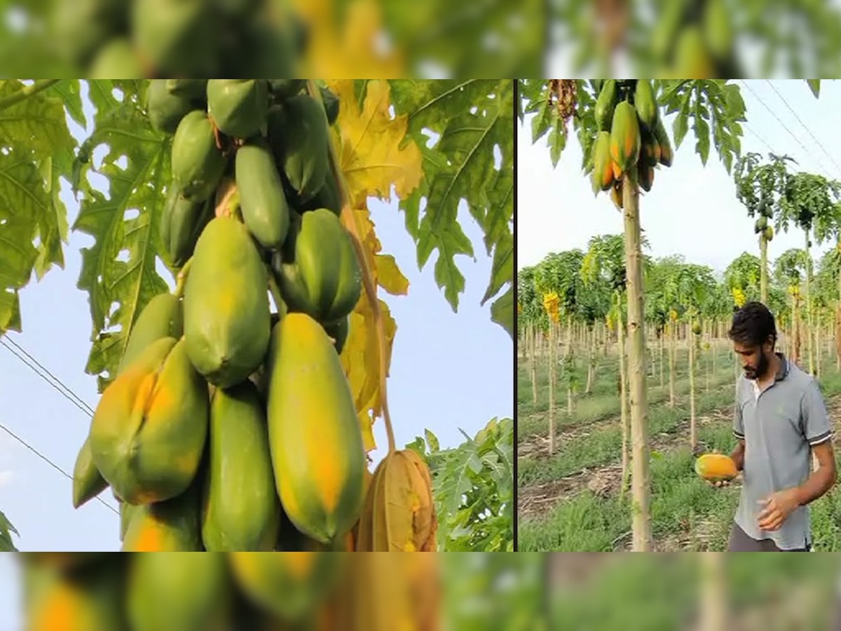 प्रतीकात्मक तस्वीर