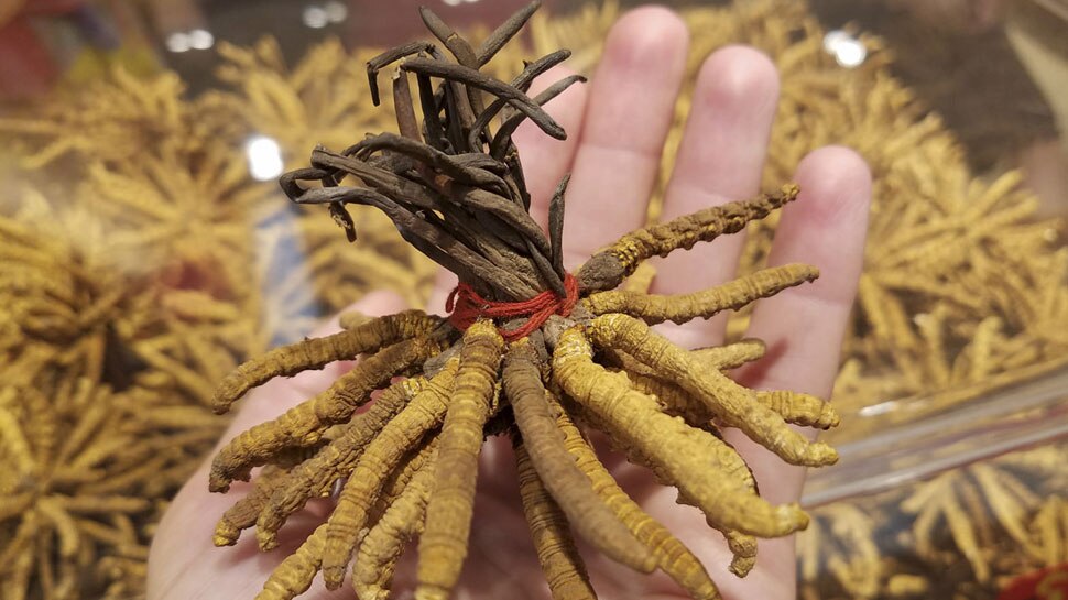 Caterpillar Fungus World's Most Expensive Fungus, Know Caterpillar