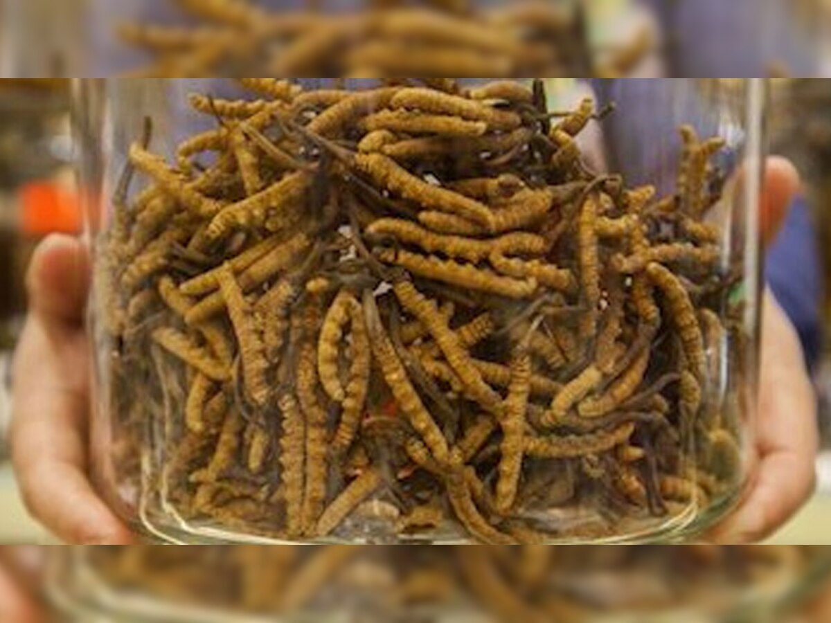 Caterpillar Fungus World's Most Expensive Fungus, Know Caterpillar