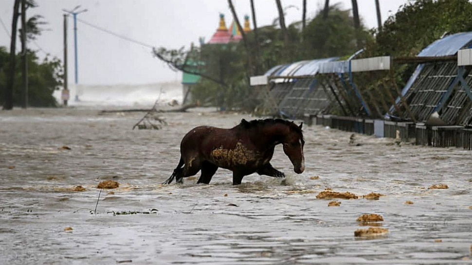 Many animals trapped in floods