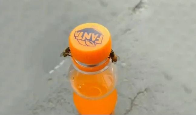 दो मधुमक्खियों ने मिलकर खोल दिया कोल्डड्रिंक की बोतल का ढक्कन, देखें Video