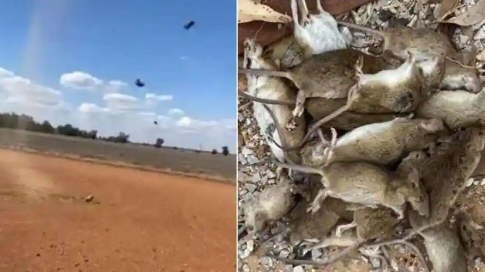 चूहों की बढ़ती तादाद से परेशान हुआ Australia, भारत से मांगा 'Bromadiolone' जहर