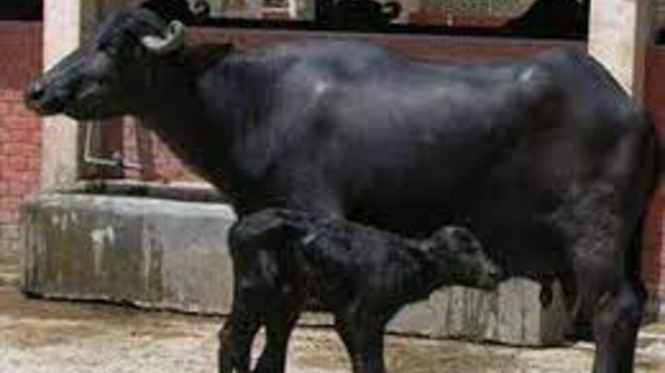 मेरठ: चोरी-छिपे भैंस व उसके बच्चे के साथ करता था दुष्कर्म, पढ़िए हैरान कर देने वाला मामला मेरठ: चोरी-छिपे भैंस व उसके बच्चे के साथ करता था दुष्कर्म, पढ़िए हैरान कर देने वाला मामला