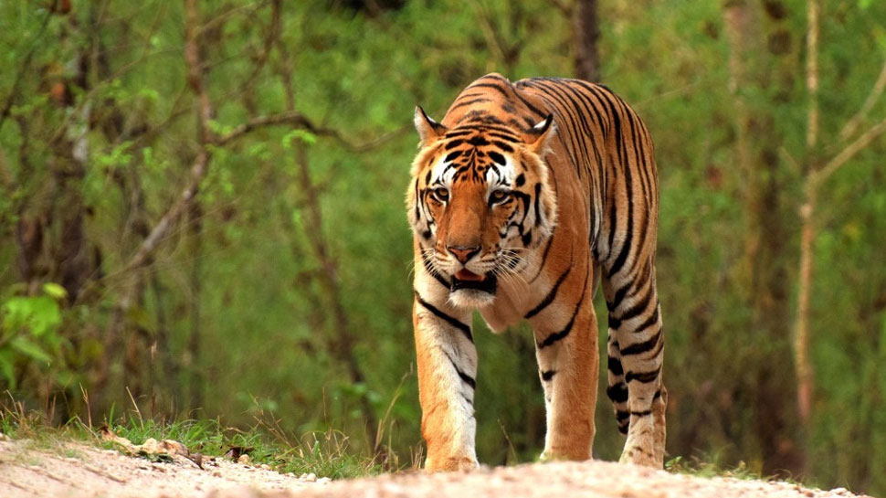 Sunderban Forest staff tried to save injured Royal Bengal Tiger | घायल