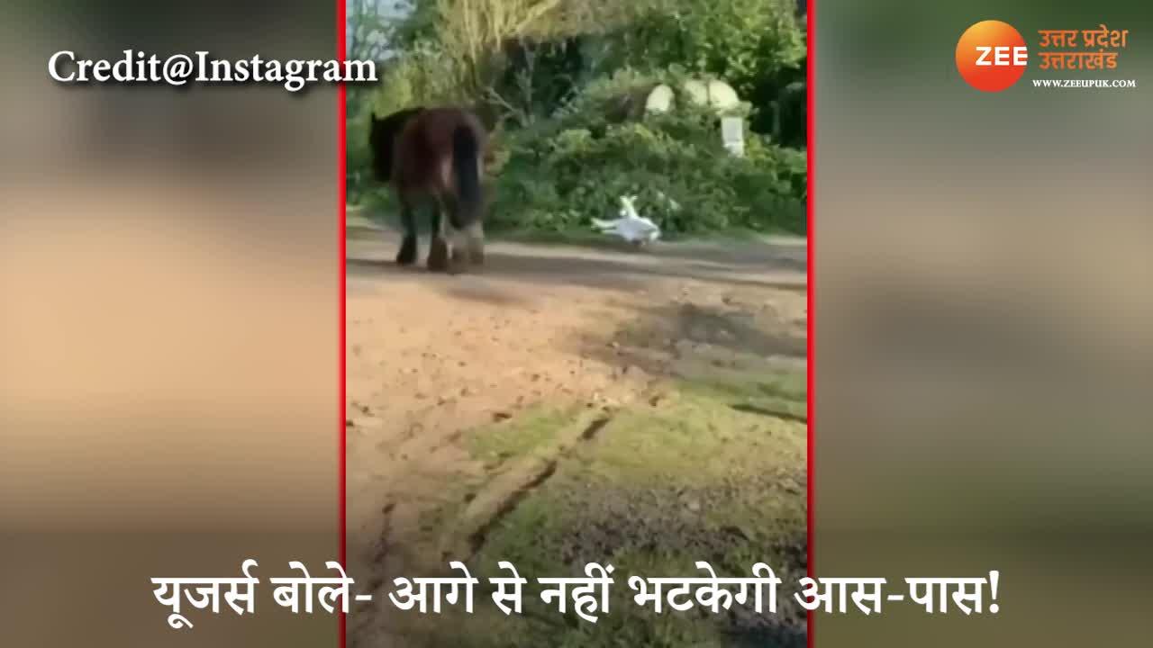 most funny as horse kicked duck video gone viral on social media watch