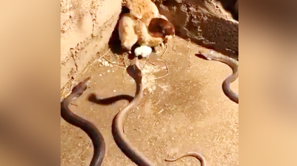मां की ममता: बच्चों को बचाने के लिए अकेले तीन कोबरा सांपों से भिड़ गई मुर्गी, देखिए VIDEO