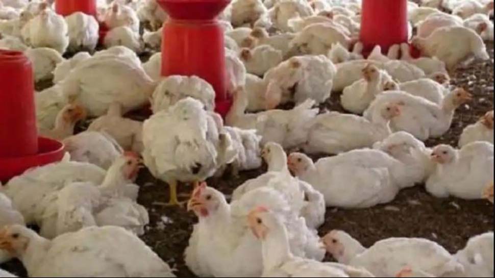 क्या मुर्गियों की वजह से फैल रहा है Black Fungus? जानिए इसकी सच्चाई क्या मुर्गियों की वजह से फैल रहा है Black Fungus? जानिए इसकी सच्चाई