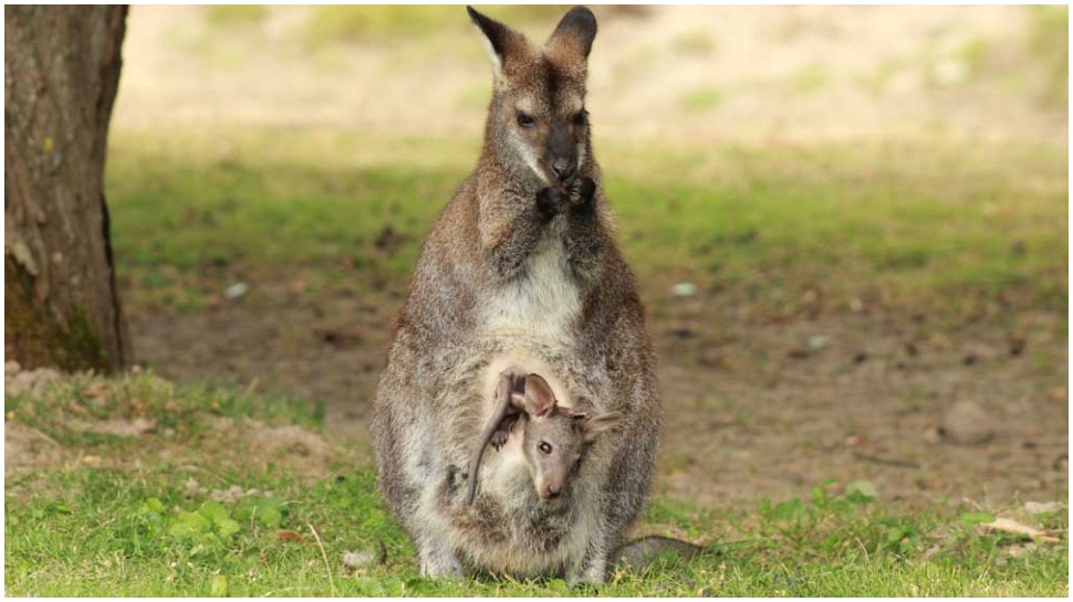 Swamp Wallaby Is Like Female Kangaroo