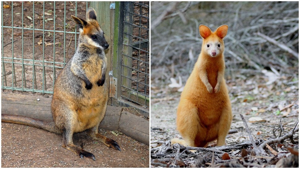 Swamp Wallaby Delivery Facts