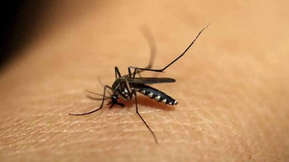 कहीं जिसे आप कोरोना समझ रहे हैं, वो डेंगू का बुखार तो नहीं? जान लें इसके लक्षण और बचाव