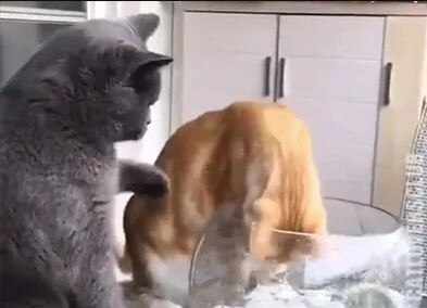 मछली को परेशान करती नजर आईं एक बिल्ली, साथ में मौजूद दूसरी बिल्ली ने ऐसे सिखाया सबक