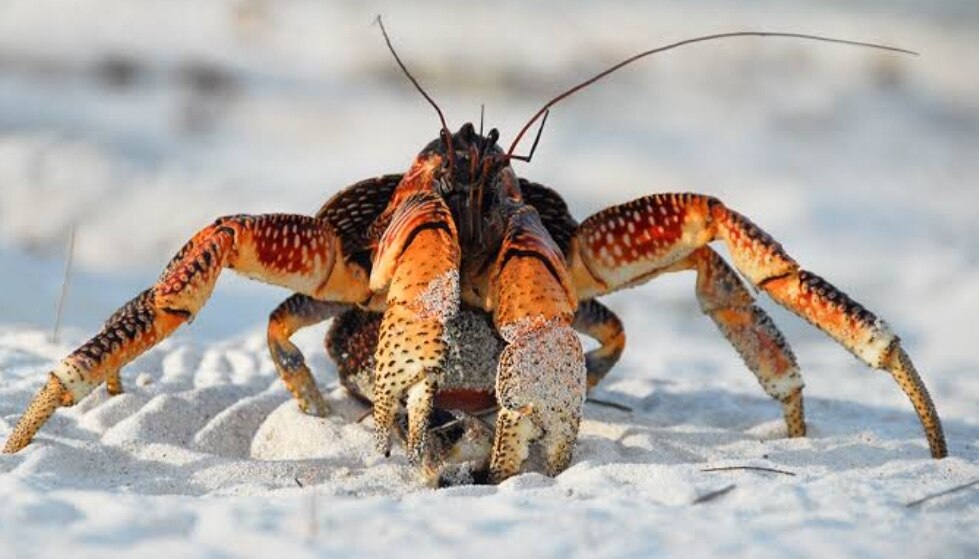 Gynandromorphy unique crab grabbed in USA outside sea beach